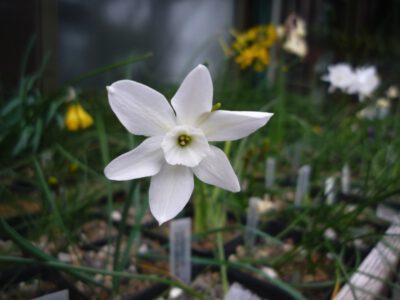Narcissus rupicola ssp watieri