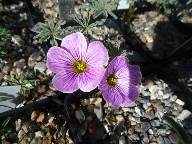 Oxalis laciniata kila 32