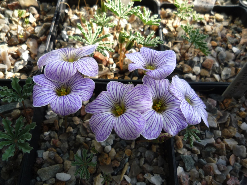 Oxalis laciniata kila 105