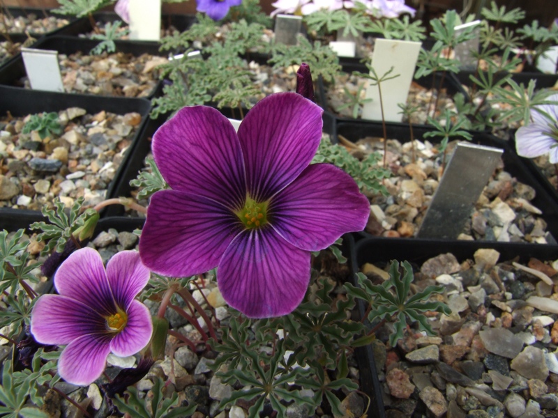 Oxalis laciniata kila 64