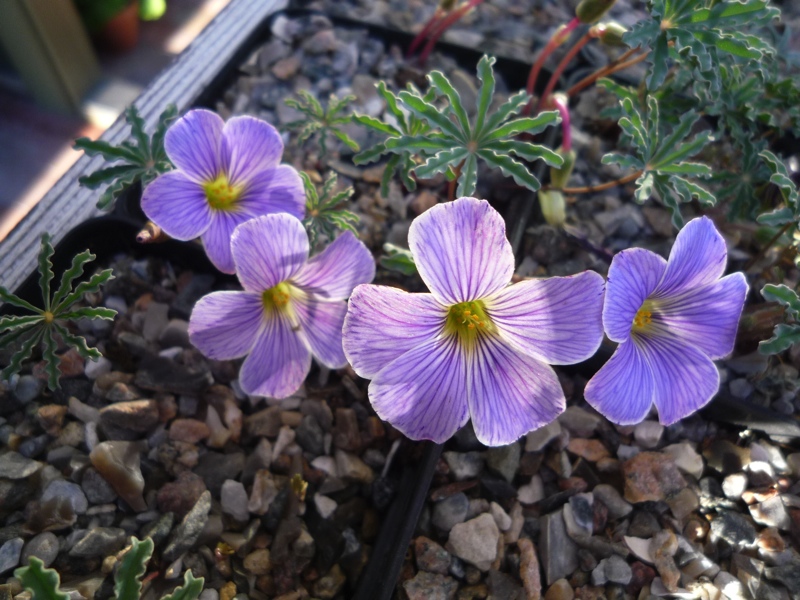 Oxalis laciniata kila 8