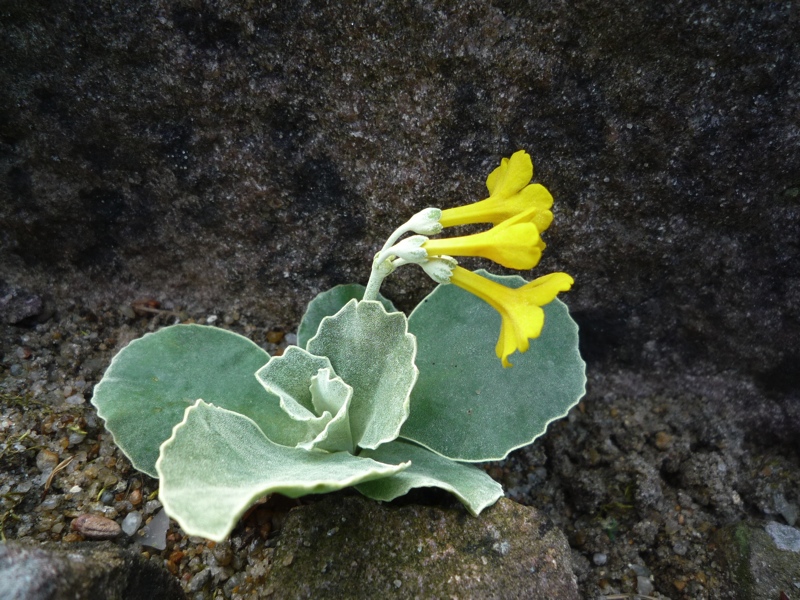 Primula auricula v albocincta