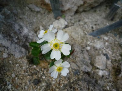 Ranunculus bilobus Idro