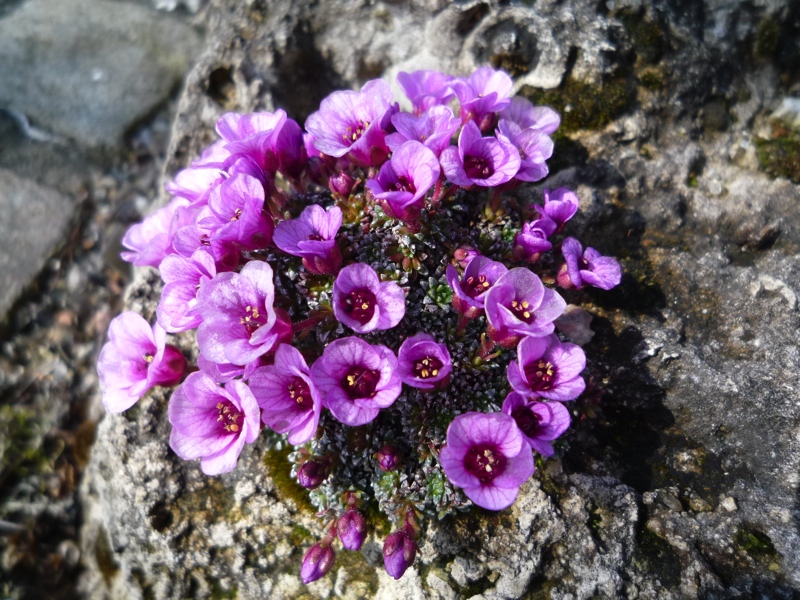 Saxifraga 'Morava'