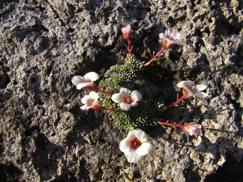 Saxifraga 'Simplicity'