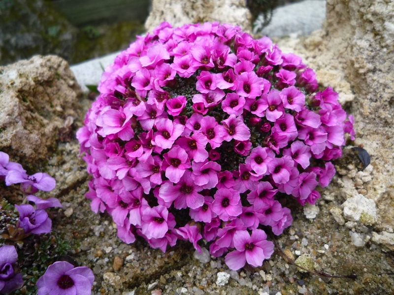 Saxifraga 'Tvuj Usmev'