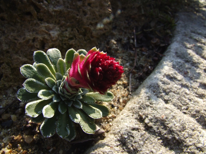 Saxifraga federici-augusti 'Wisley'