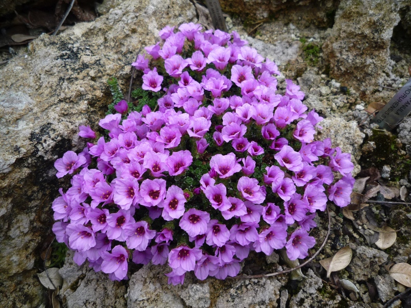 Saxifraga oppositifolia klon