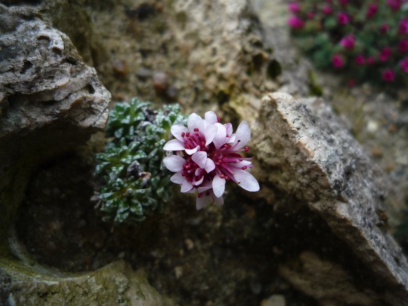 Saxifraga pulchra