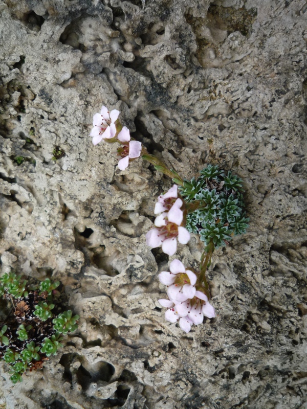 Saxifraga roylii aff