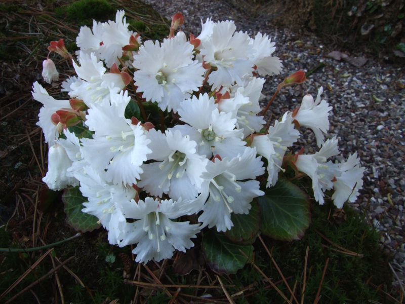 Shortia uniflora
