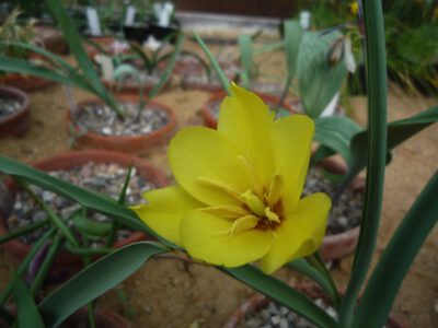 Tulipa montana gul