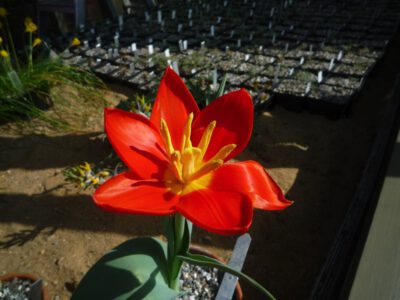 Tulipa tschimganica Red