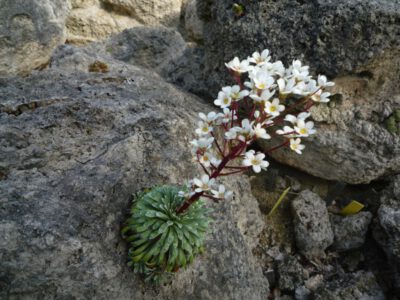 Saxifraga sp