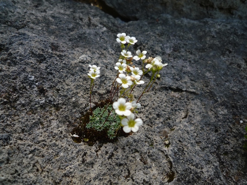 Saxifraga caesia