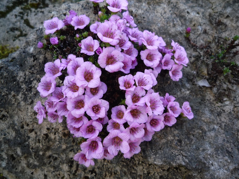 Saxifraga oppositifolia v speciosa