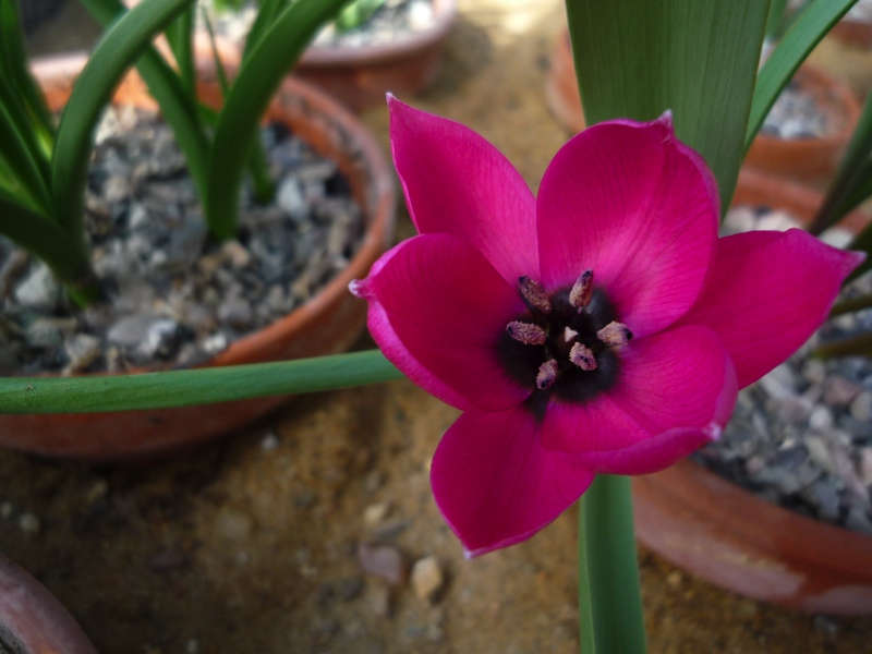 Tulipa humilis violacea