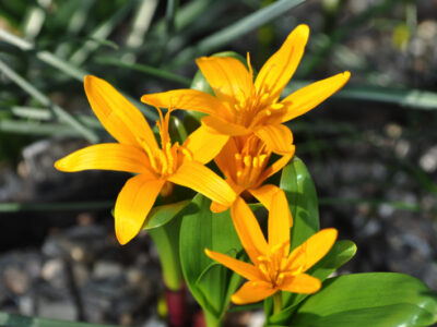 Colchicum luteum