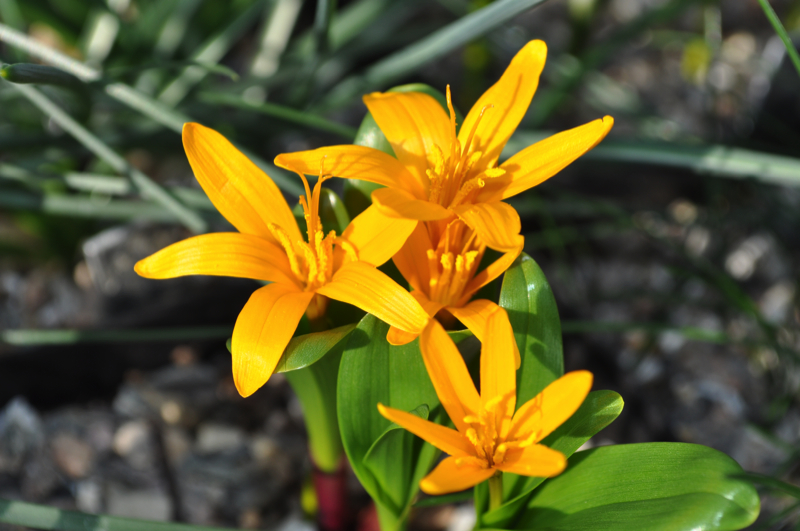 Colchicum luteum