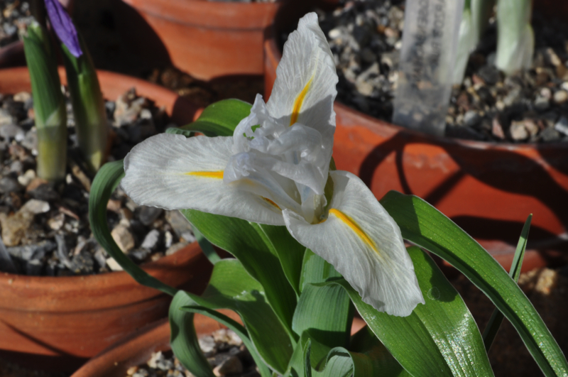 Iris planifolia alba