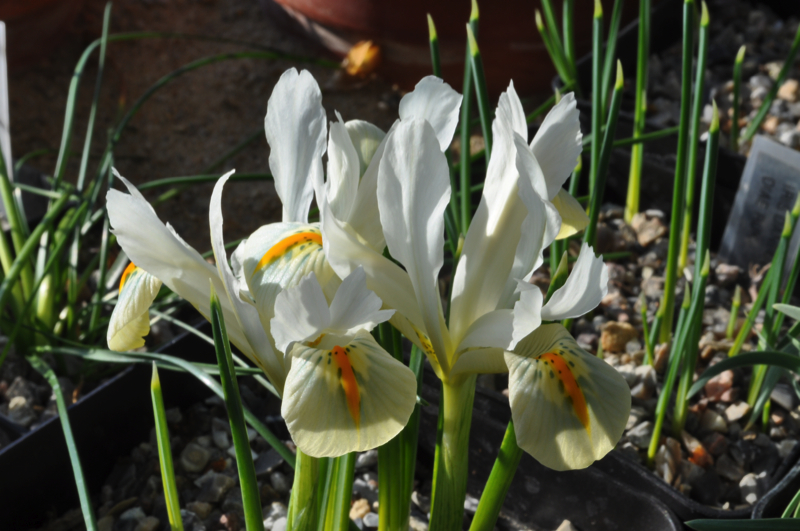 Iris winogradowii alba