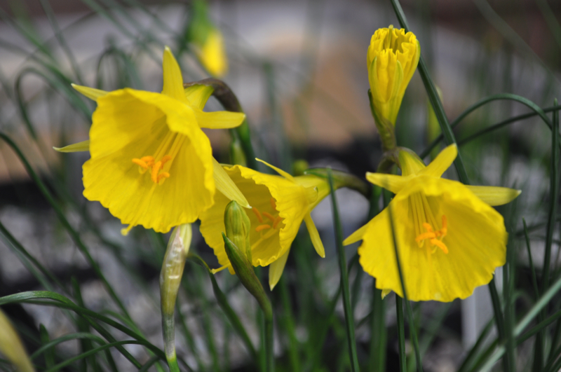 Narcissus bulbocodium ssp jeanmonodii RW