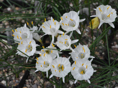 Narcissus cantabricus JCA 833
