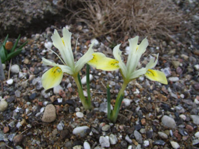 Iris sophenensis x danfordiae 'Sunbeam'