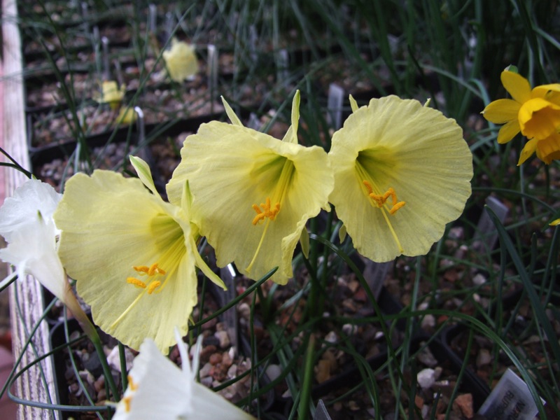 Narcissus bulbocodium v nivalis GBH