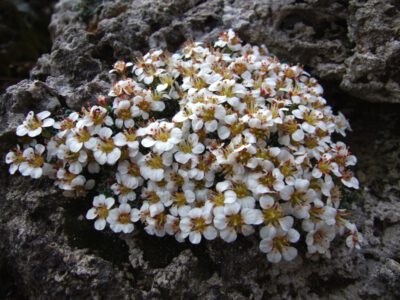 Saxifraga sp SEP 45