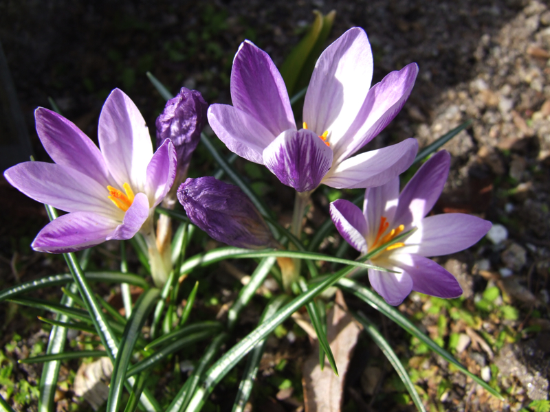 Crocus versicolor