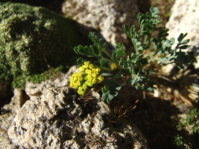 Cymopteris williamsii