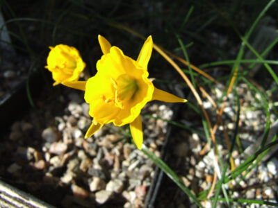 Narcissus bulbocodium 'Connie nr. 1