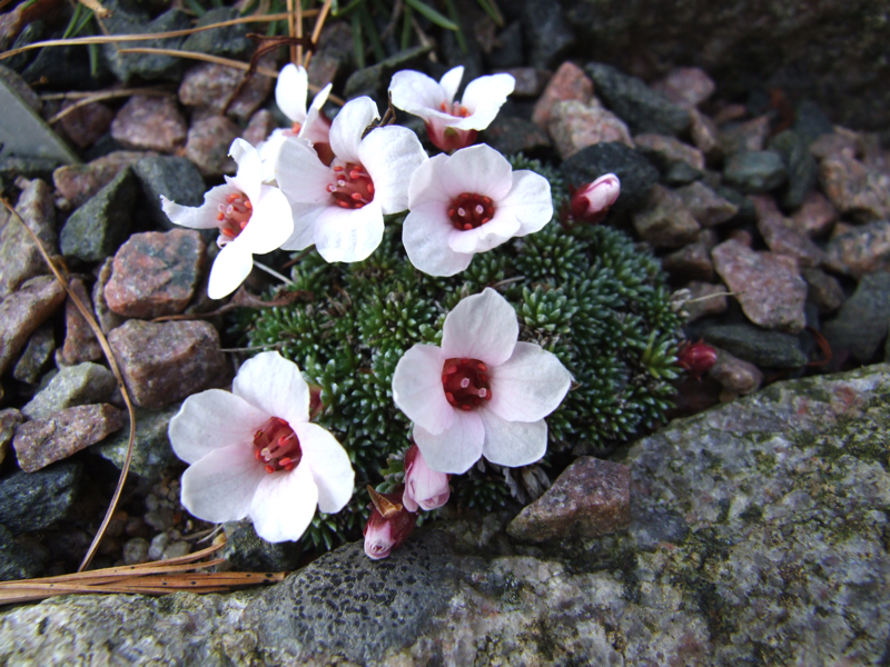 Saxifraga 'R.V. Prichard'