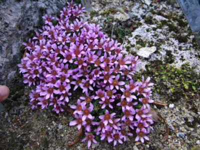 Saxifraga oppositifolia 'Florissa'