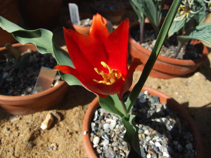 Tulipa ostrowskianap chr