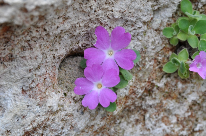 Primula allionii 'Mary Berry'