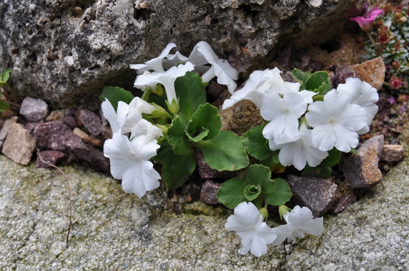 Primula hirsuta alba