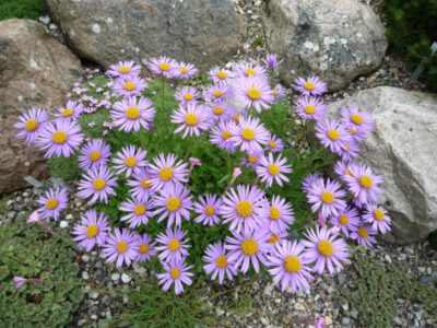 Aster asteroides
