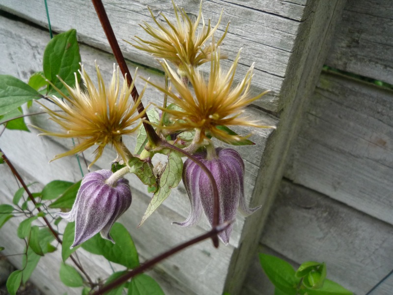 Clematis fusca bot. art.