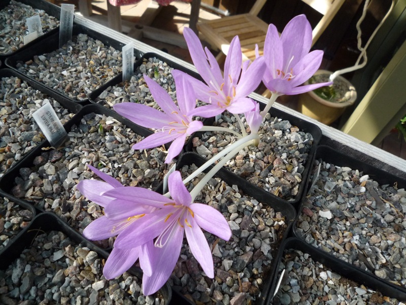 Colchicum confusum aff.