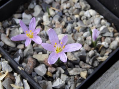 Colchicum cupanii DIX