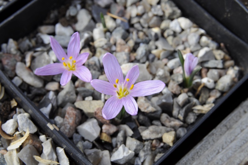 Colchicum cupanii DIX