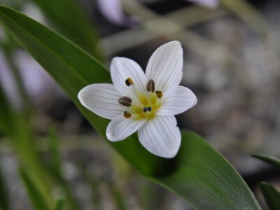 Colchicum cupanii RUN.4424