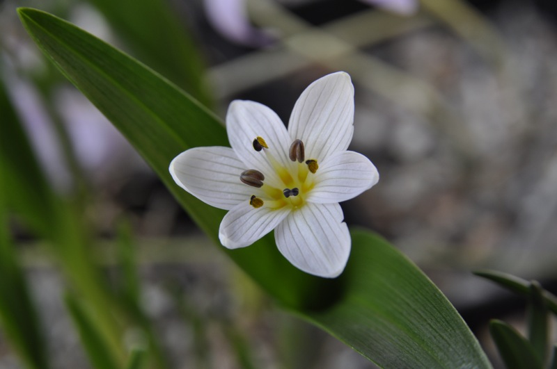 Colchicum cupanii RUN.4424