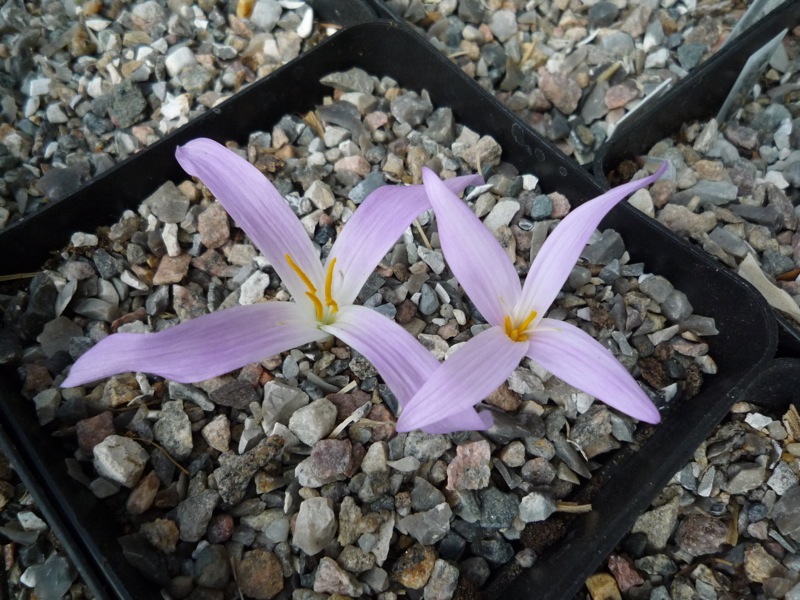 Colchicum lusitanicum