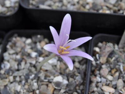 Colchicum troodii