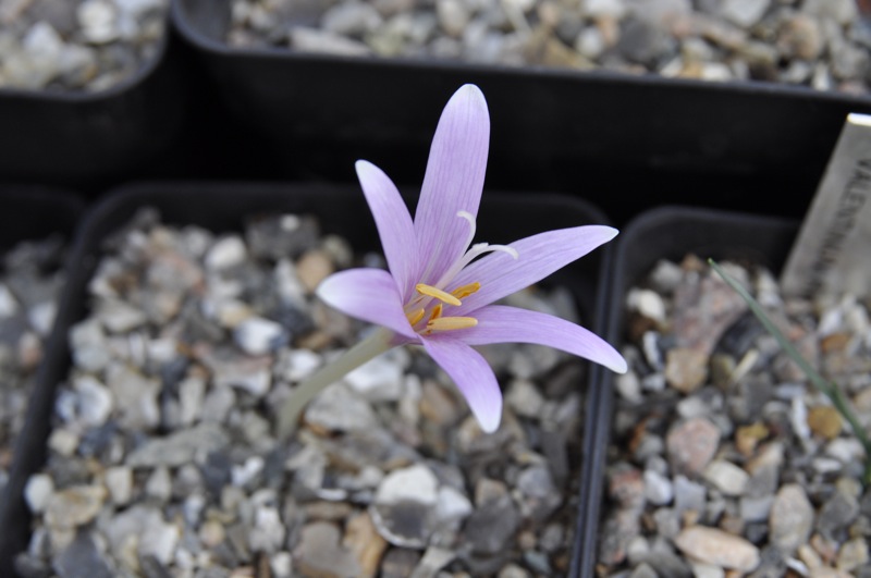 Colchicum troodii