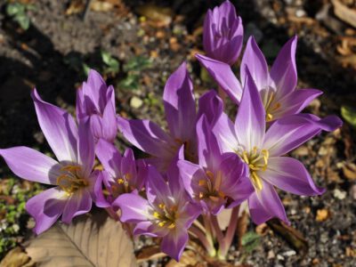 Colchicum umbrosum