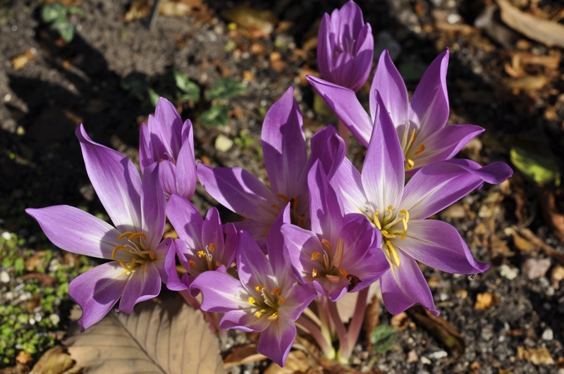 Colchicum umbrosum